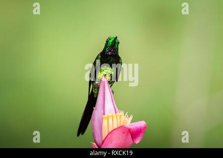 Imperatrice seduta brillante e bere il nettare dai preferiti fiore rosso. Il comportamento di animali. Ecuador,hummingbird dalla foresta pluviale di montagna,bellissimo uccello Foto Stock