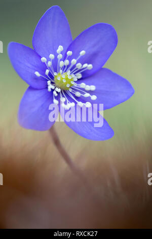 Il meraviglioso fiore di Hepatica (Hepatica nobilis) Foto Stock