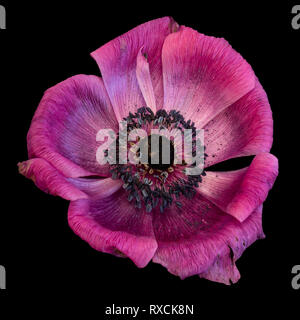 Arte still life macro floreale di un singolo isolato wide open red rosa blossom anemone con texture dettagliate su sfondo nero in vernice vintage Foto Stock