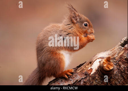 Scoiattolo rosso, Pow Hill Country Park, nella contea di Durham Foto Stock