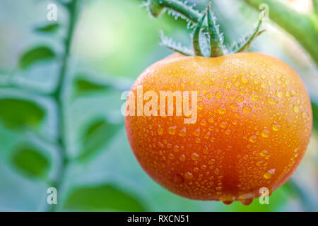 Grande Pomodoro e gocce di acqua negli allevamenti biologici con la luce del sole di mattina. Foto Stock