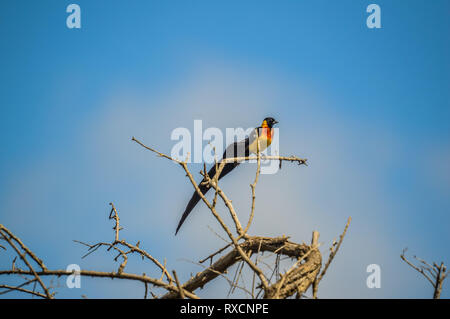 Lunga coda di vedova uccello appollaiato su un albero in una riserva naturale in Sud Africa Foto Stock