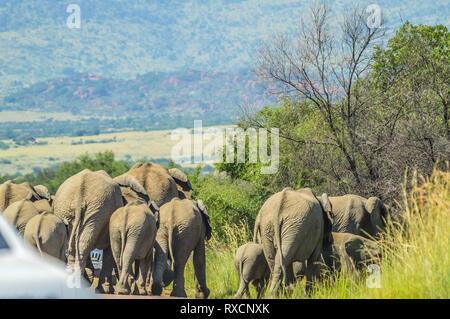 Autentico True South African Safari esperienza di Bushveld in una riserva naturale Foto Stock