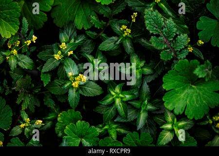 Layout creativo fatto di foglie verdi. Lay piatto. Sullo sfondo della natura Foto Stock