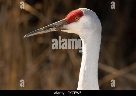 Sandhill gru (Grus canadensis), George C Reifel uccello migratore Santuario, British Columbia, Canada Foto Stock