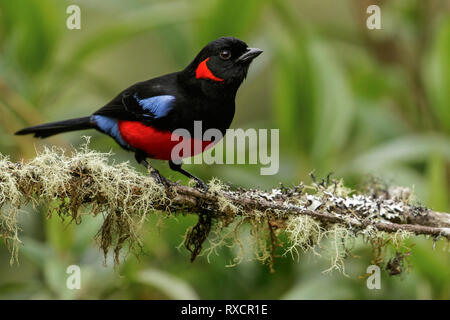 Scarlet-Mountain-Tanager panciuto (Anisognathus igniventris) appollaiato su un ramo nelle montagne delle Ande della Colombia. Foto Stock