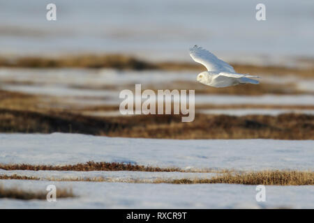 Civetta delle nevi (Bubo scandiacus) volare sopra un piccolo stagno sulla tundra nel nord dell'Alaska. Foto Stock