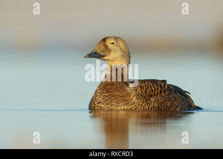 Spectacled Eider (Somateria fischeri) alimentazione su un piccolo stagno sulla tundra nel nord dell'Alaska. Foto Stock