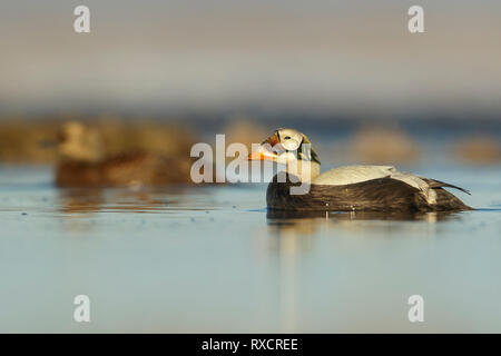 Spectacled Eider (Somateria fischeri) alimentazione su un piccolo stagno sulla tundra nel nord dell'Alaska. Foto Stock