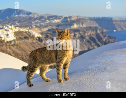 Un bel gatto godendo sull isola di Santorini, Grecia. Foto Stock