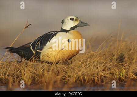 Steller's Eider (Polysticta stelleri) alimentazione su un piccolo stagno sulla tundra nel nord dell'Alaska. Foto Stock