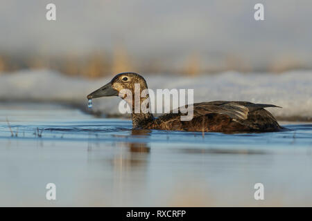 Steller's Eider (Polysticta stelleri) alimentazione su un piccolo stagno sulla tundra nel nord dell'Alaska. Foto Stock