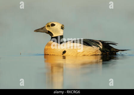 Steller's Eider (Polysticta stelleri) alimentazione su un piccolo stagno sulla tundra nel nord dell'Alaska. Foto Stock