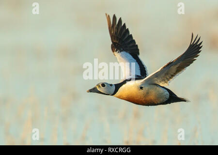 Steller's Eider (Polysticta stelleri) alimentazione su un piccolo stagno sulla tundra nel nord dell'Alaska. Foto Stock