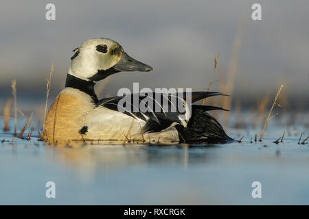 Steller's Eider (Polysticta stelleri) alimentazione su un piccolo stagno sulla tundra nel nord dell'Alaska. Foto Stock