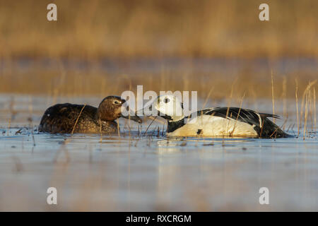 Steller's Eider (Polysticta stelleri) alimentazione su un piccolo stagno sulla tundra nel nord dell'Alaska. Foto Stock