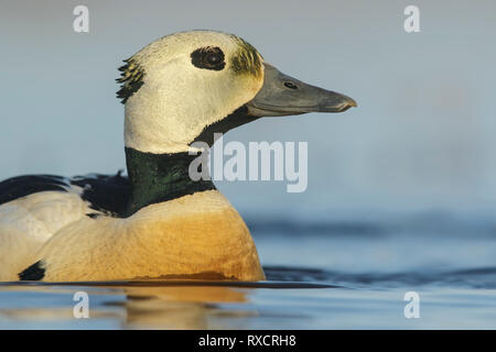 Steller's Eider (Polysticta stelleri) alimentazione su un piccolo stagno sulla tundra nel nord dell'Alaska. Foto Stock