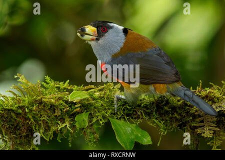 Toucan Barbet (Semnornis ramphastinus) appollaiato su un ramo nelle montagne delle Ande della Colombia. Foto Stock