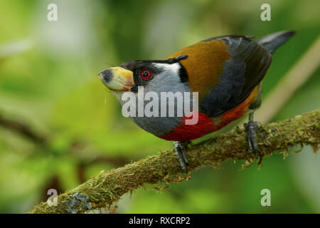 Toucan Barbet (Semnornis ramphastinus) appollaiato su un ramo nelle montagne delle Ande della Colombia. Foto Stock