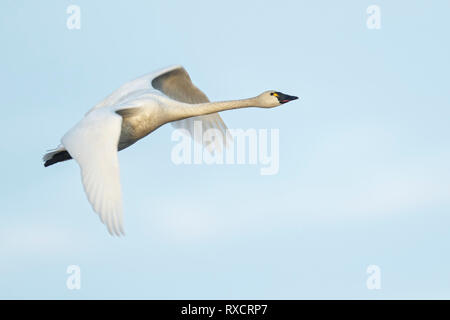 La tundra Swan (Cygnus columbianus) volare sopra un piccolo stagno sulla tundra nel nord dell'Alaska. Foto Stock