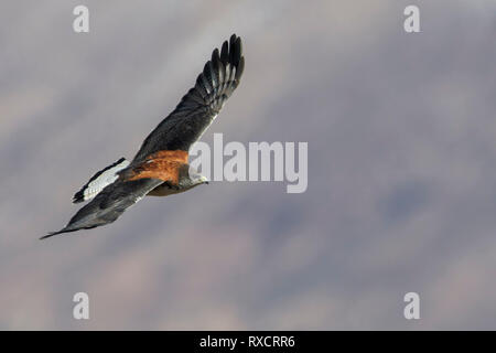 Falco variabile (Buteo polyosoma) battenti in Cile.