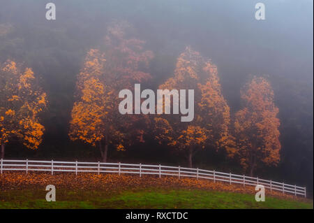 La nebbia è lenta in salita su una giornata autunnale avvolgenti tees con la stagione girando le foglie e i w white recinto e pascolo in primo piano. Foto Stock