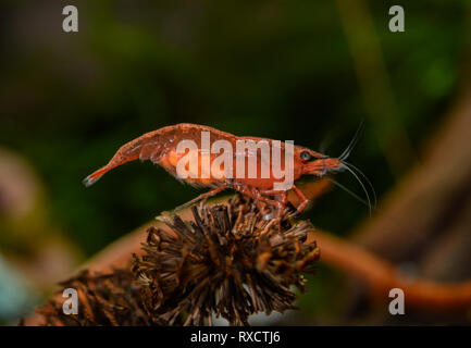 Neocaridina gamberetti in acquario Foto Stock