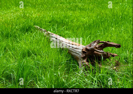 Un vecchio albero caduto stabilisce in un lussureggiante campo erboso Foto Stock