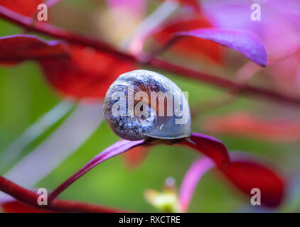 Ramshorn snail su Ludwigia rosso super impianto Foto Stock