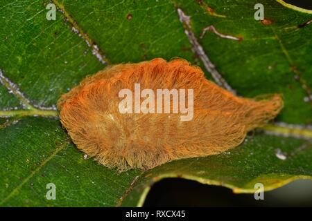 Una pelliccia di flanella Moth caterpillar su una foglia. Questi bruchi hanno spine nascosta sotto i loro capelli e provoca grande dolore e fastidio quando colpito Foto Stock