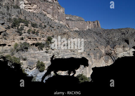 Capre di montagna nel Al Hajar nelle montagne del nord del Oman, Jebel Shams Foto Stock