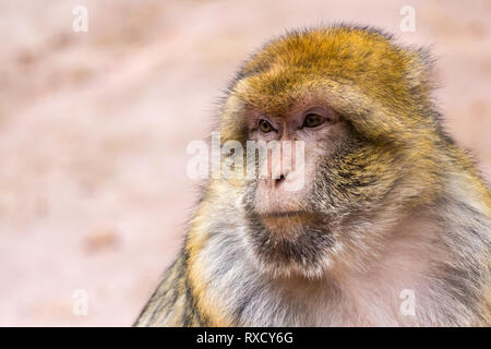 Bella close-up verticale di una barberia ape, macaca sylvanus, con copia spazio. Foto Stock