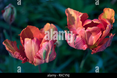 Tulipani del pappagallo Foto Stock