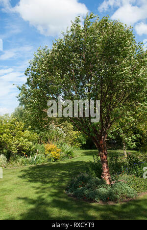 Prunus serrula var. tibetica una funzione ciliegio in un giardino privato in Lincolnshire aperto per carità Foto Stock