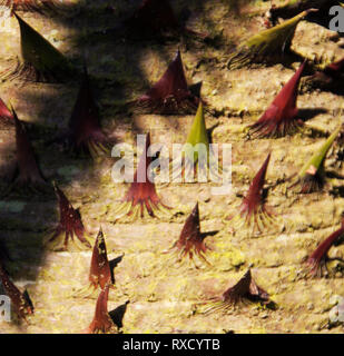 Araucaria araucana, cileno pino Monkey-puzzle tree spine Foto Stock