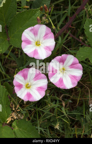 Campo Centinodia; Convolvulus arvense; fiori; Cornovaglia; Regno Unito Foto Stock