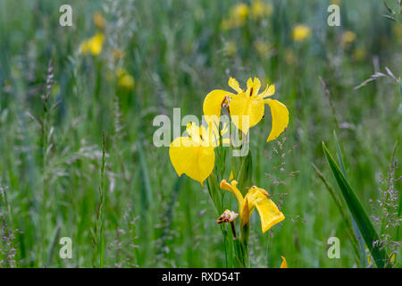 Bandiera; Iris Iris pseudacorus; fioritura, Cambridgeshire, Regno Unito Foto Stock