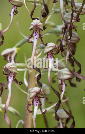 Lizard Orchid; Himantoglossum hircinum; fioritura, Cambridgeshire, Regno Unito Foto Stock