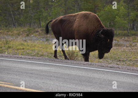 , South Regione Slave, Northwest Territories, Canada Foto Stock