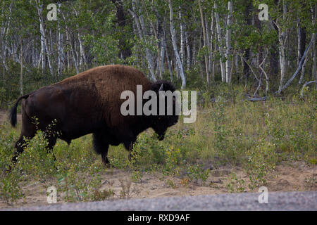 , South Regione Slave, Northwest Territories, Canada Foto Stock