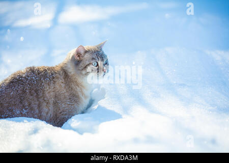 Simpatico gatto siamese gatto passeggiate nella neve profonda nel giardino di inverno Foto Stock