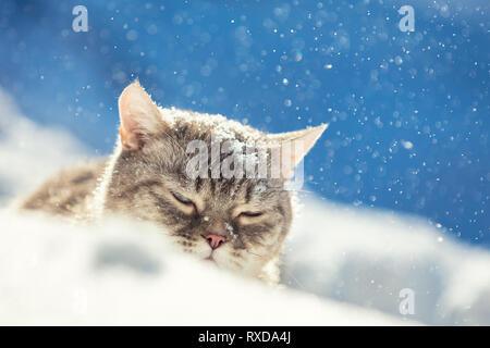 Simpatico gatto siamese gatto passeggiate nella neve profonda nel giardino di inverno Foto Stock