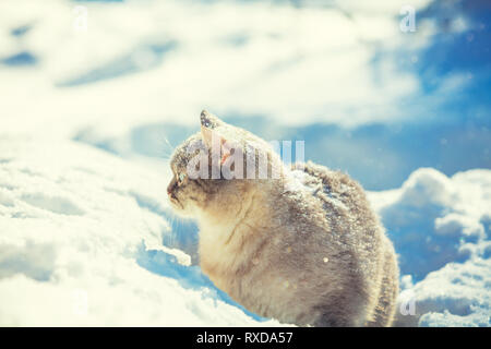 Simpatico gatto siamese gatto passeggiate nella neve profonda nel giardino di inverno Foto Stock