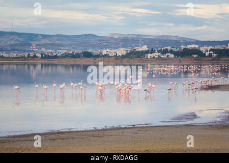 Bella Akrotiri Salt Lake pieno di fenicotteri rosa uccelli vicino a Larnaca. Paesaggio con la fauna prese sulla isola di Cipro. Foto Stock