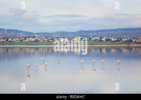 Bella Akrotiri Salt Lake pieno di fenicotteri rosa uccelli vicino a Larnaca. Paesaggio con la fauna prese sulla isola di Cipro. Foto Stock