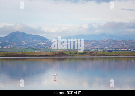 Bella Akrotiri Salt Lake pieno di fenicotteri rosa uccelli vicino a Larnaca. Paesaggio con la fauna prese sulla isola di Cipro. Foto Stock