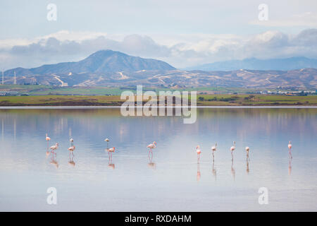 Bella Akrotiri Salt Lake pieno di fenicotteri rosa uccelli vicino a Larnaca. Paesaggio con la fauna prese sulla isola di Cipro. Foto Stock