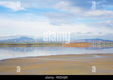 Bella Akrotiri Salt Lake pieno di fenicotteri rosa uccelli vicino a Larnaca. Paesaggio con la fauna prese sulla isola di Cipro. Foto Stock