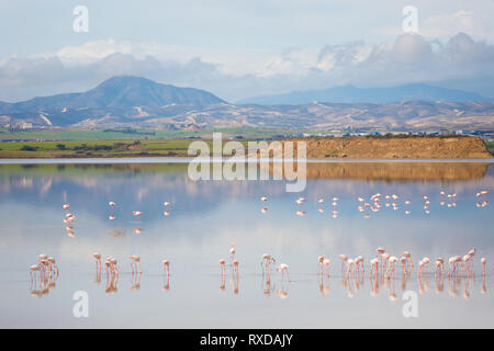 Bella Akrotiri Salt Lake pieno di fenicotteri rosa uccelli vicino a Larnaca. Paesaggio con la fauna prese sulla isola di Cipro. Foto Stock