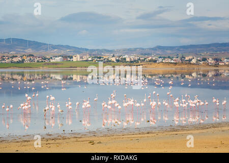 Bella Akrotiri Salt Lake pieno di fenicotteri rosa uccelli vicino a Larnaca. Paesaggio con la fauna prese sulla isola di Cipro. Foto Stock